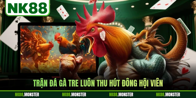 Trận đá gà tre luôn thu hút đông hội viên